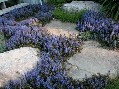 Ajuga (Ínfű)